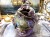 DSCN2591.JPG