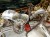 DSCN5163.JPG