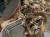 DSCN6597.JPG
