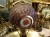 zegarek balon steampunk
