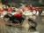 motocykl chopper prezent dla motocyklisty